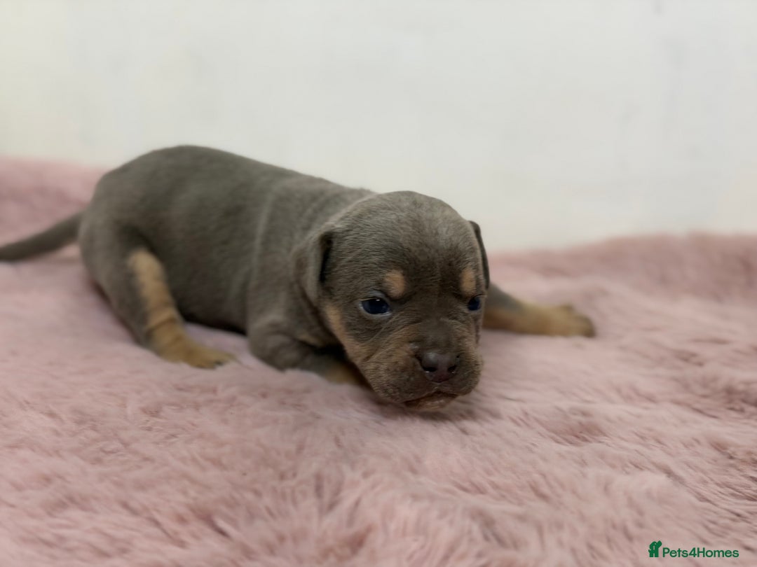 Olde English Bulldogge dogs for sale: Old English Bulldog PUPPIES 👀‼️ - Image 13