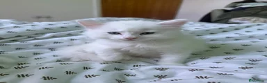 Turkish Angora 2