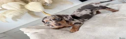 Miniature Dachshund dogs for sale: 2 Beautiful miniature dachshund  - Advert 4