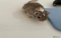 Gerbil rodents for sale: 3 female gerbils and cage etc for sale - Image 2