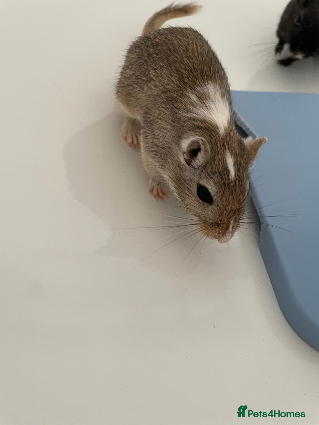Gerbil rodents for sale: 3 female gerbils and cage etc for sale - Image 2