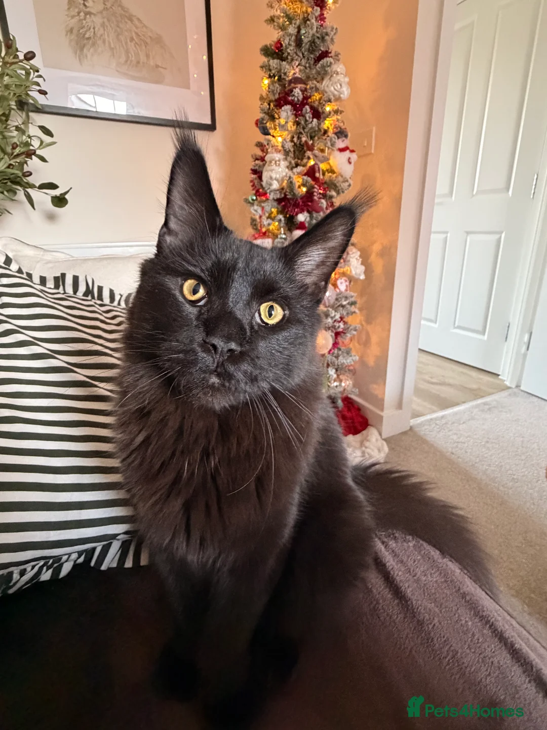 Maine Coon cats for sale: Spencer Maine coon - Advert 2