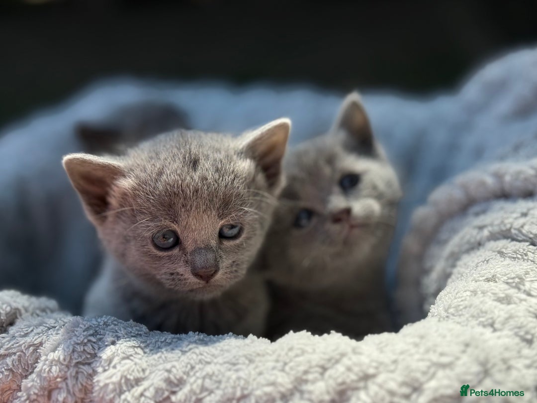 Russian Blue cats for sale: Pure Russian Blue Kittens - Image 16