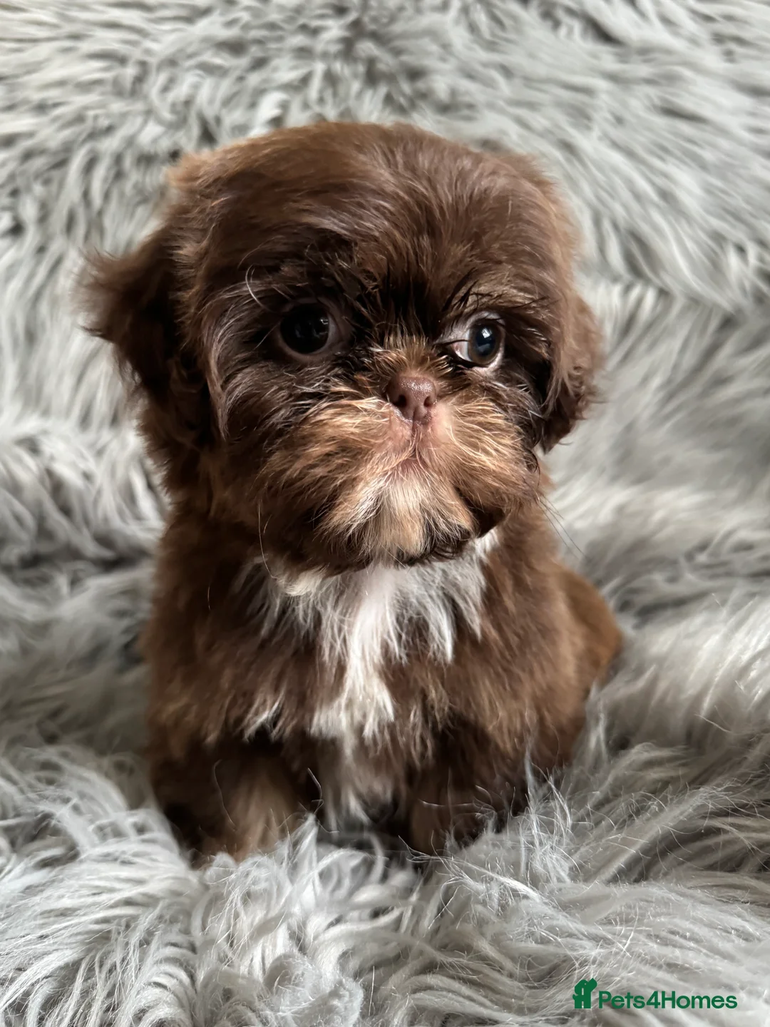 Shih Tzu dogs for sale: Chocolate and tan extremely rare  - Advert 15