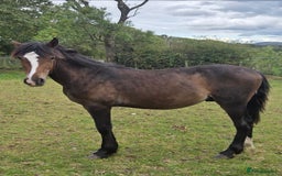 Welsh Section D horses for sale: Section D  - Image 2