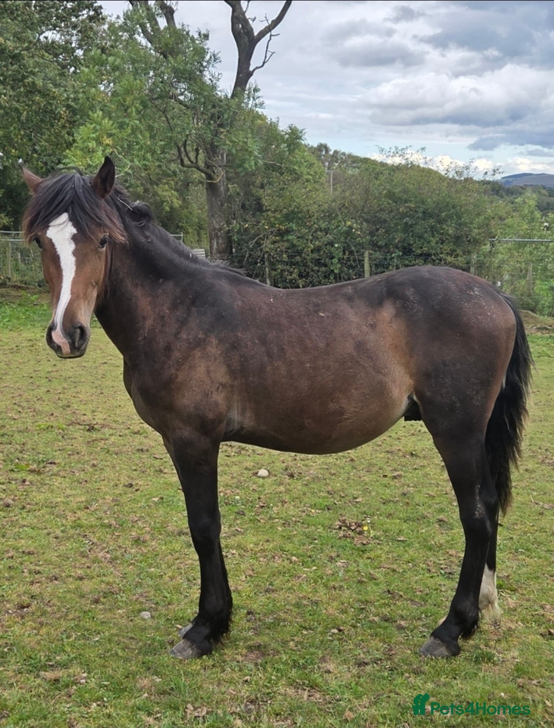 Welsh Section D horses for sale: Section D  - Image 2