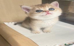 British Shorthair cats for sale: Gorgeous pure breed colour point and golden kitten - Image 17