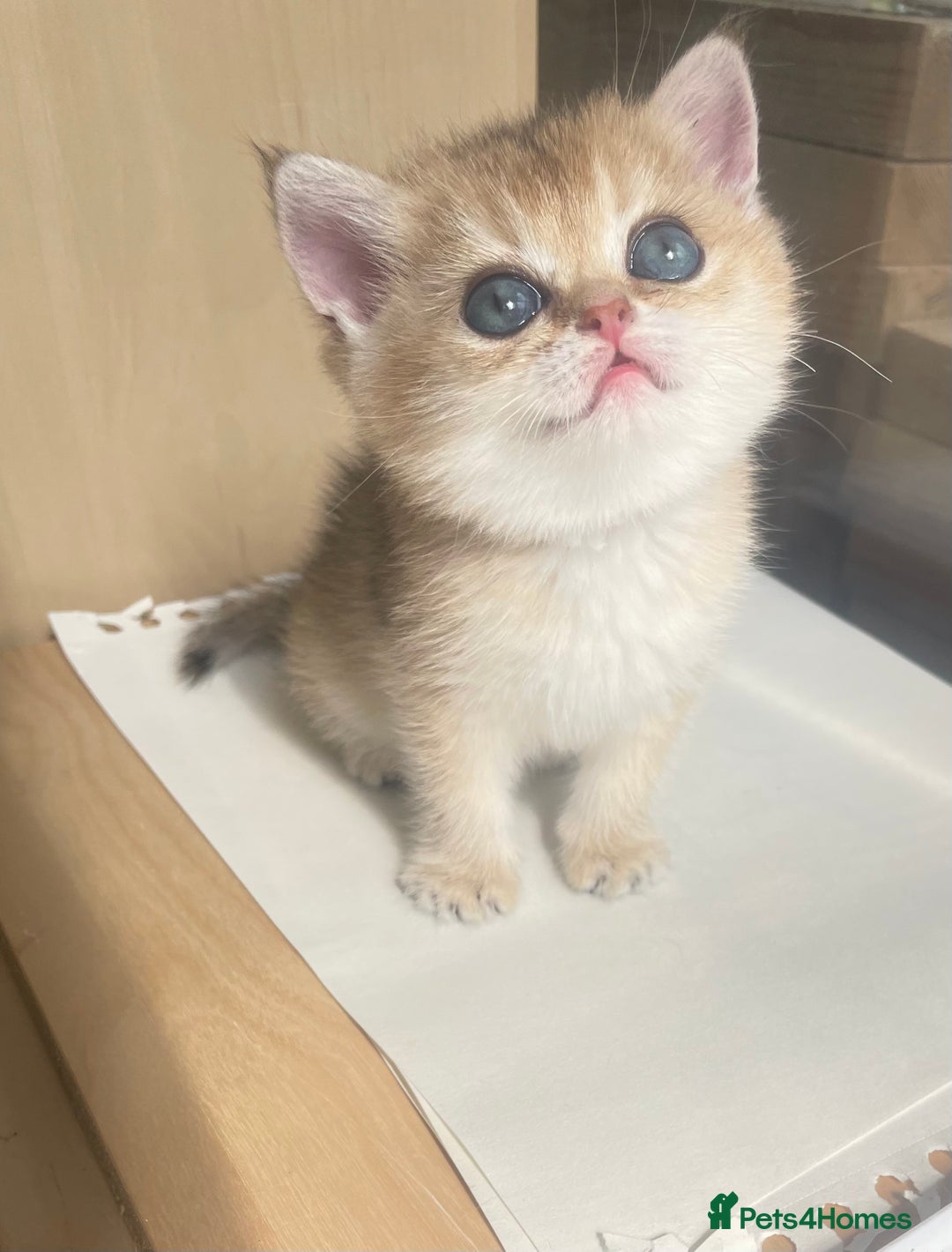 British Shorthair cats for sale: Gorgeous pure breed colour point and golden kitten - Image 17