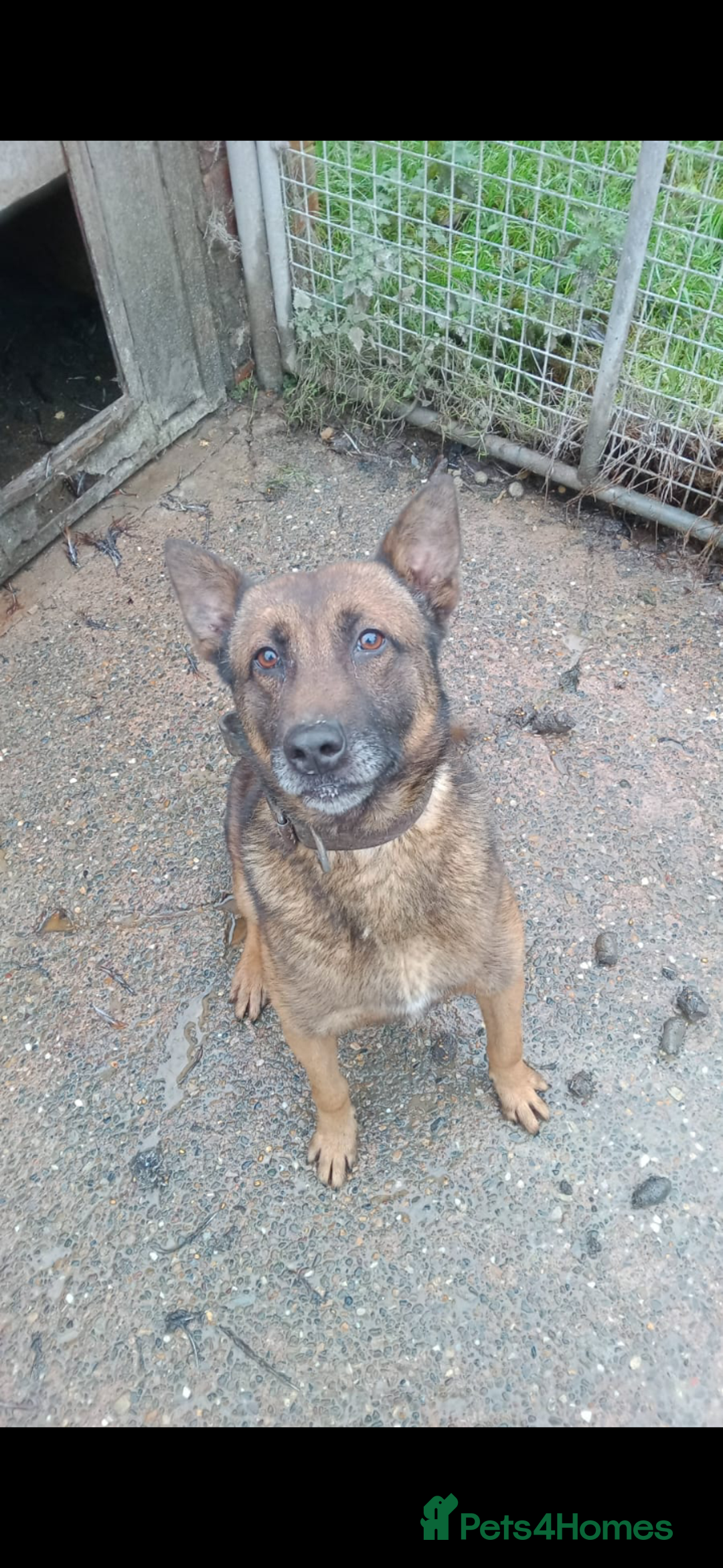 Belgian Shepherd Dog dogs for sale: Chunky malinois puppies looking for new home!!! - Advert 4