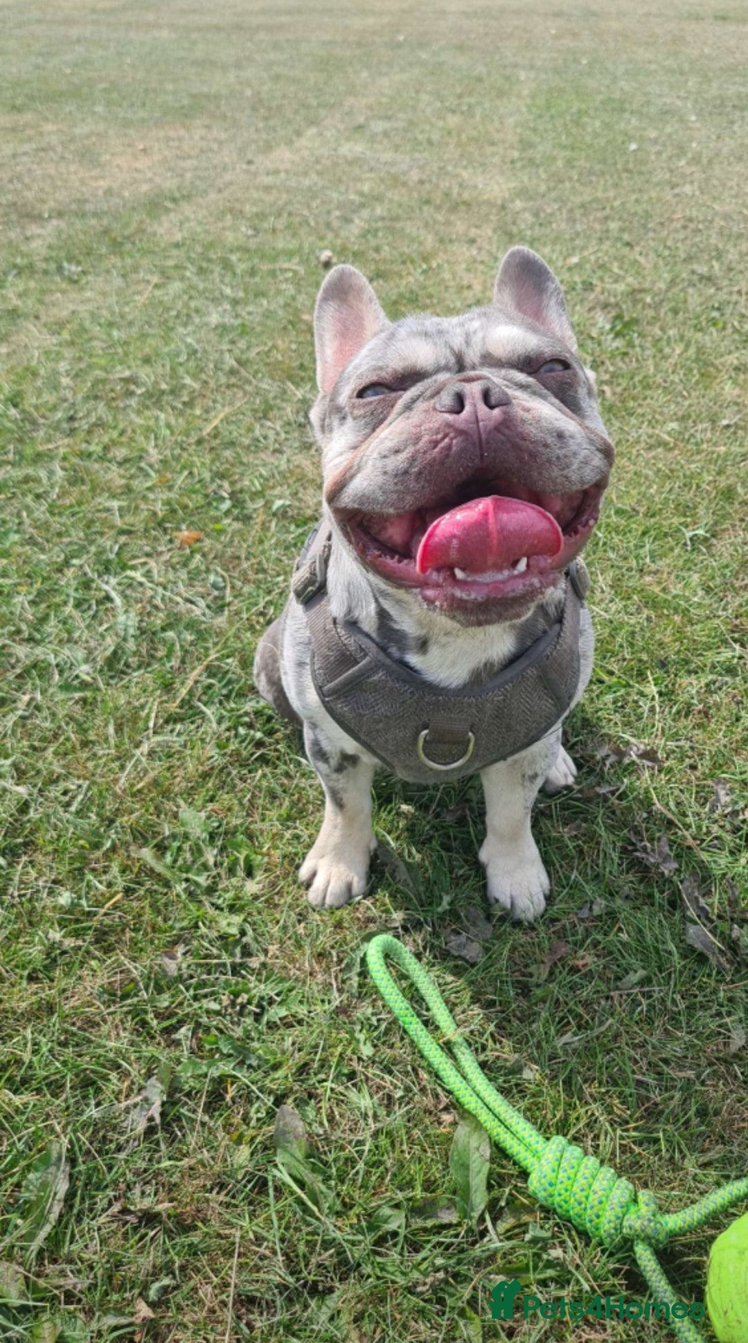 French Bulldog dogs for stud: Lilac merle for stud - Advert 1