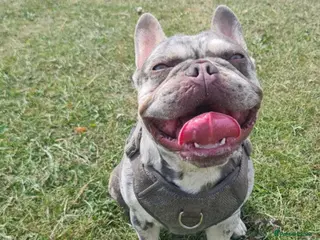 French Bulldog dogs Lilac merle for stud - Advert 3