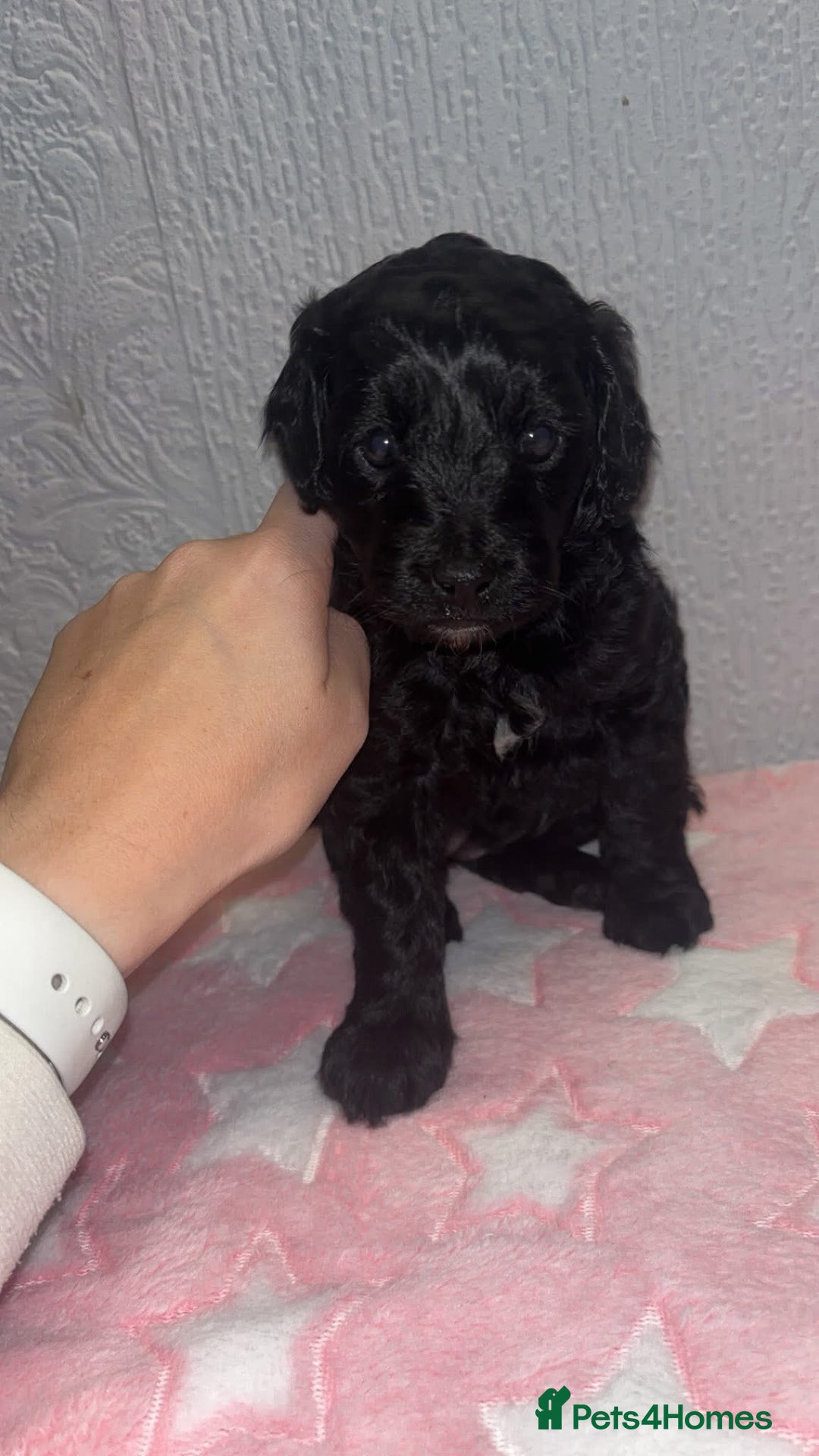 Cockapoo dogs for sale: F2 cockapoo puppies LAST GIRL  - Advert 12