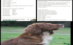 Cocker Spaniel dogs for sale: Working cocker spaniel pups - Image 23
