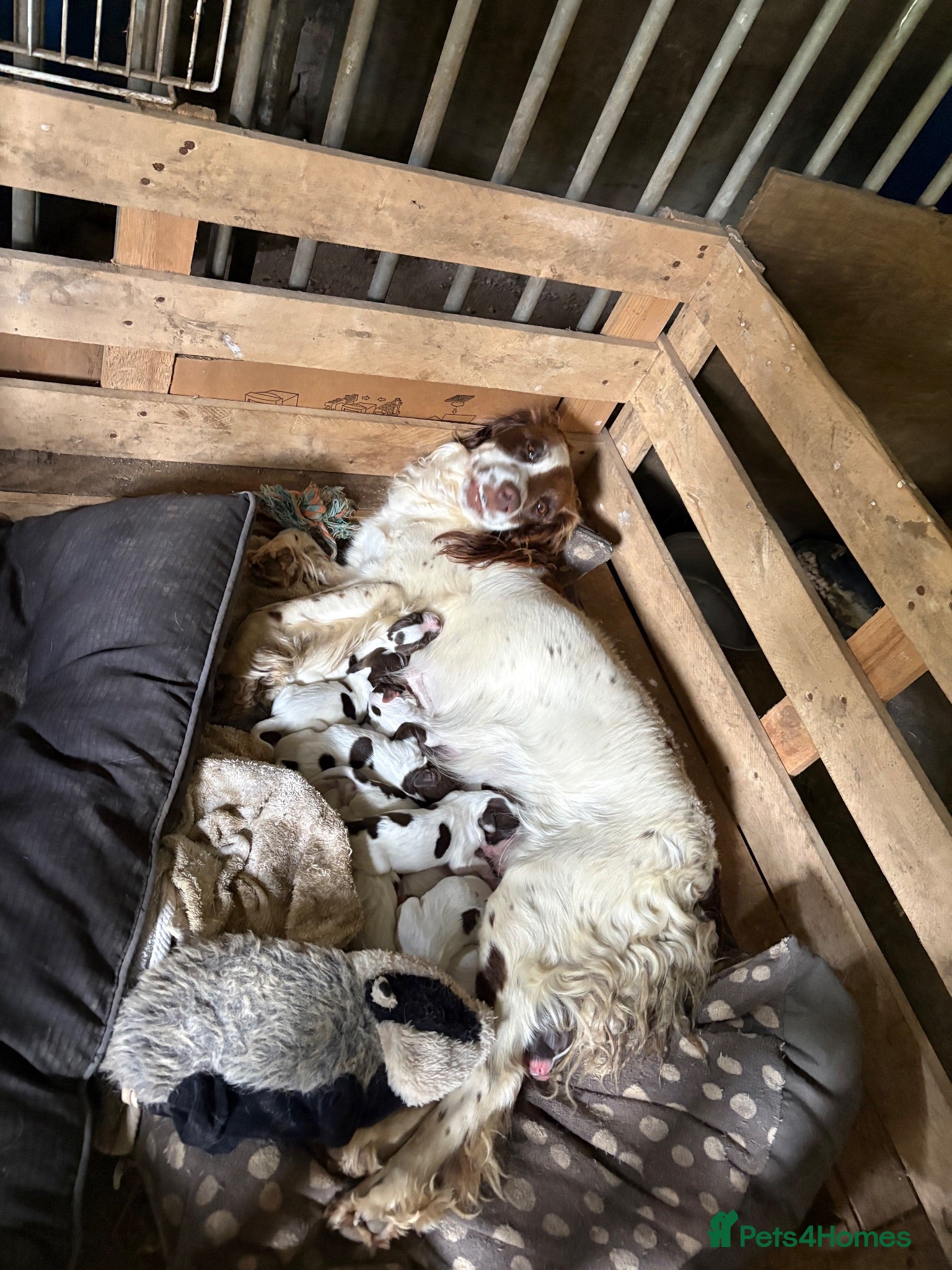 English Springer Spaniel dogs Springer spaniel puppy’s from a working line. - Advert 2