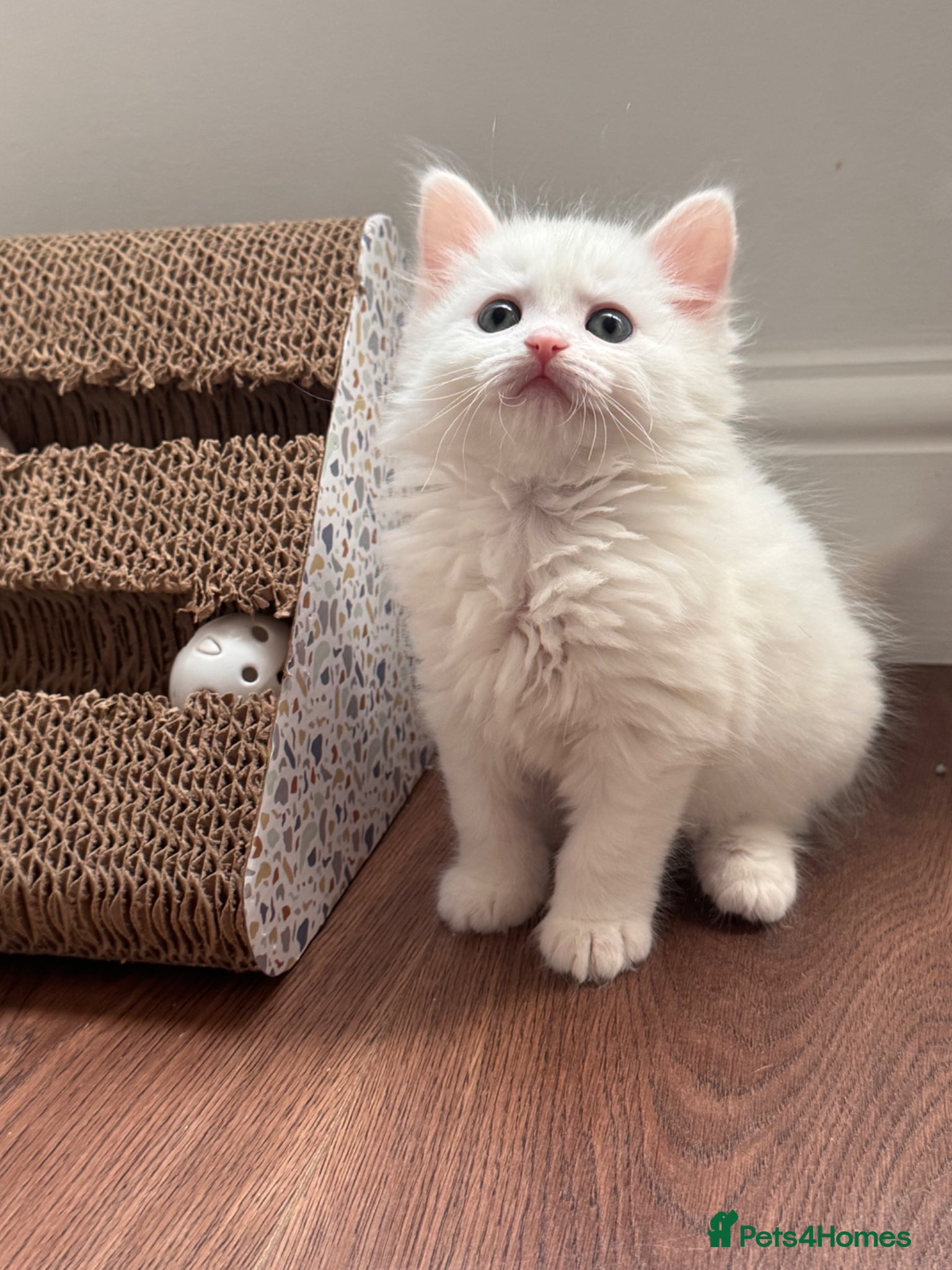 Siberian cats for sale: 🐾 Adorable Siberian Kittens  - Advert 4