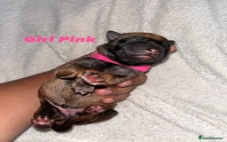 Belgian Shepherd Dog dogs for sale: Belgian shepereds puppies  - Image 7