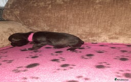 Mixed Breed dogs for sale: Snorkie pups - Image 10