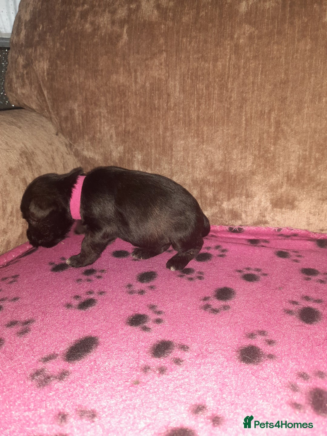 Mixed Breed dogs for sale: Snorkie pups - Image 10