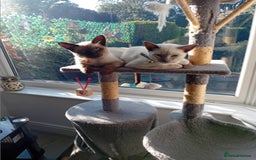 Siamese cats for sale: Siamese kittens - Image 5