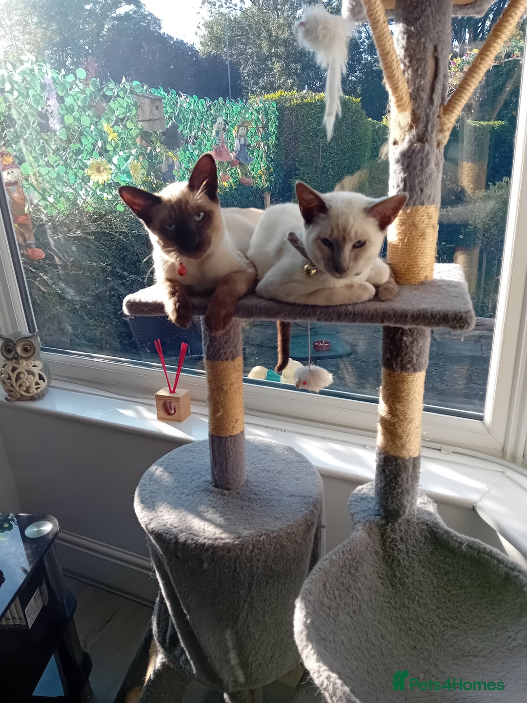 Siamese cats for sale: Siamese kittens - Image 5