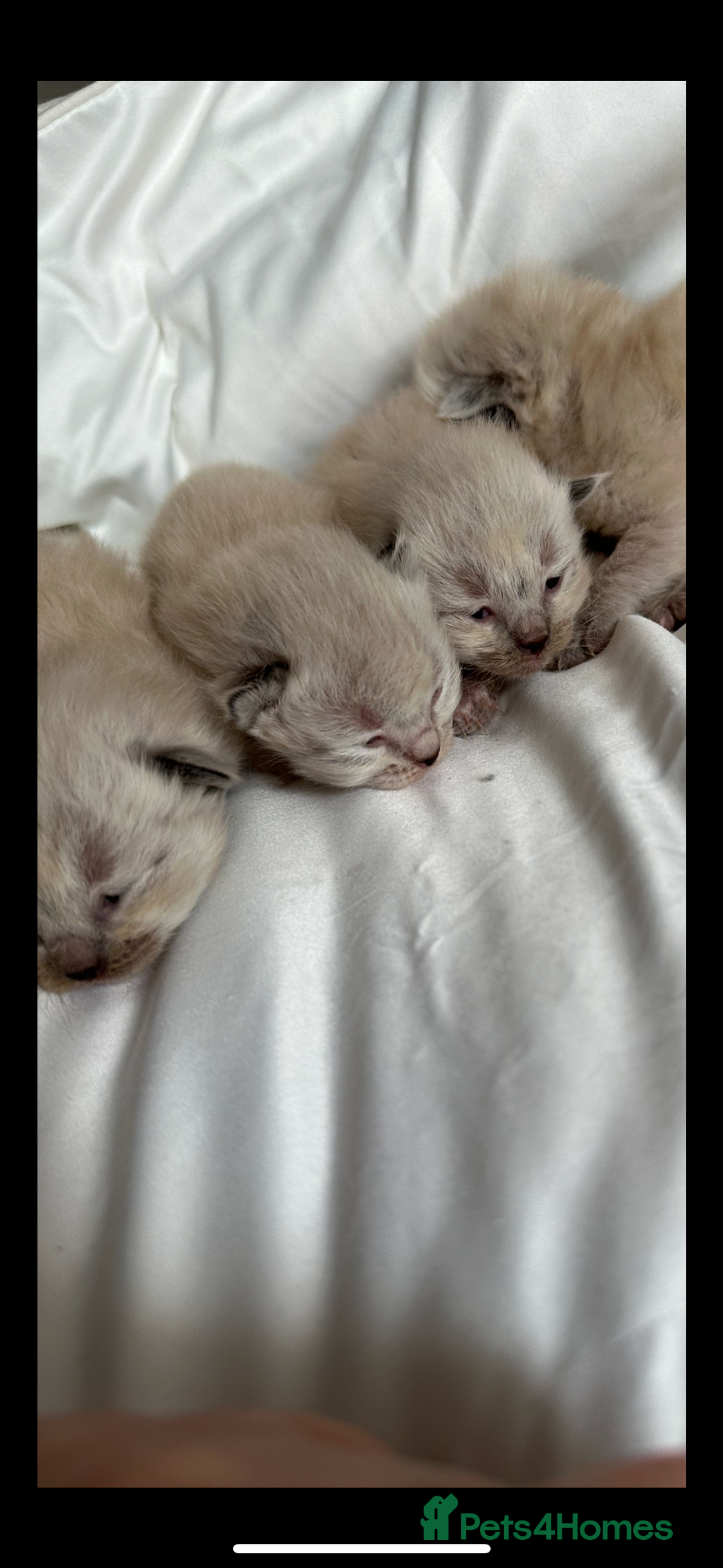 Ragdoll cats for sale: 🌼GCCF waiting list now open for spring babies 🌼 - Advert 4