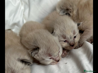 Ragdoll cats 🌼GCCF waiting list now open for spring babies 🌼 - Advert 11