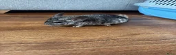 Chinchilla rodents for sale: Baby chinchillas - Advert 5