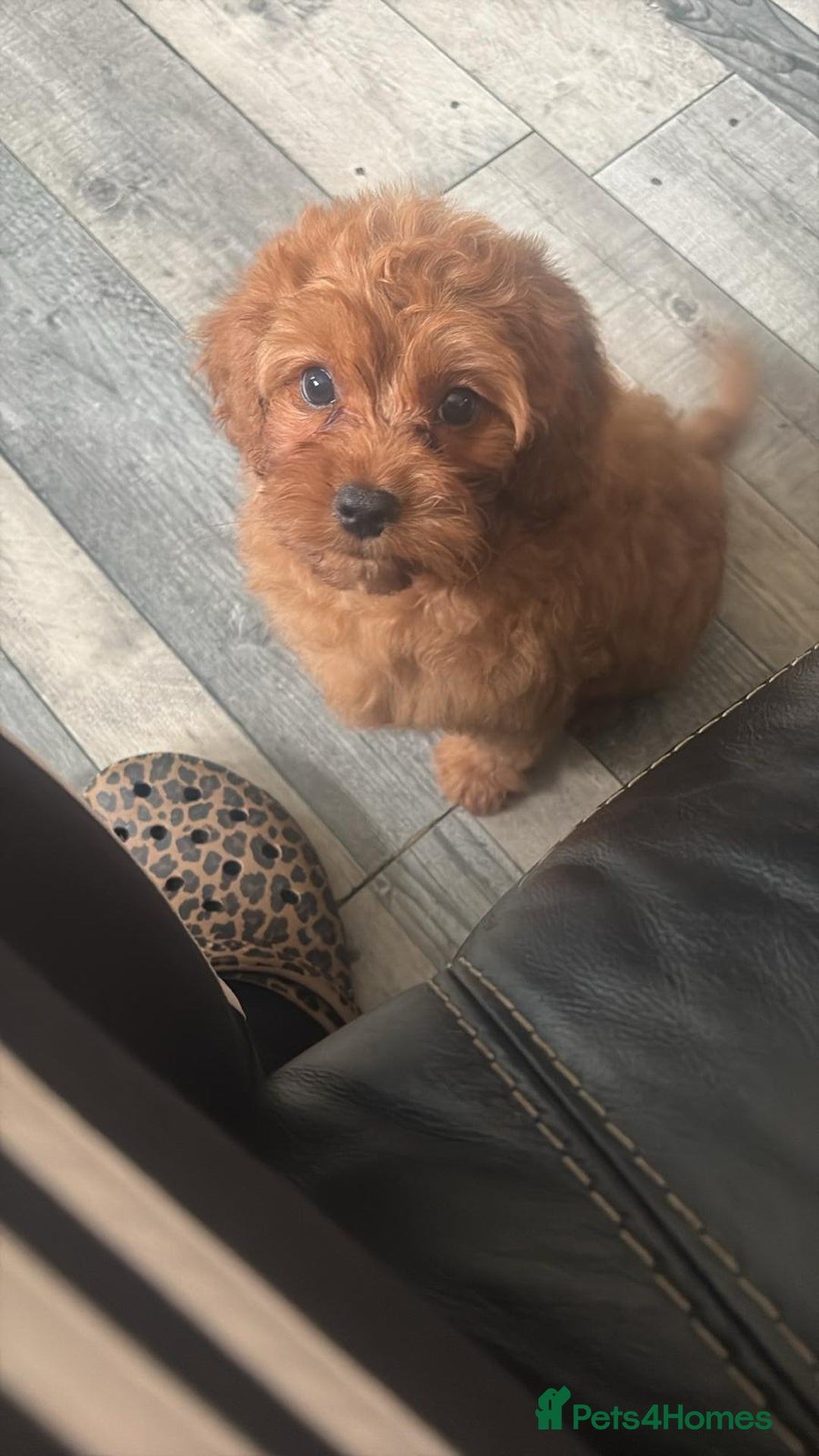 Cavapoo dogs for sale: Ready now Extensively tested f1 cavapoo puppies - Image 8