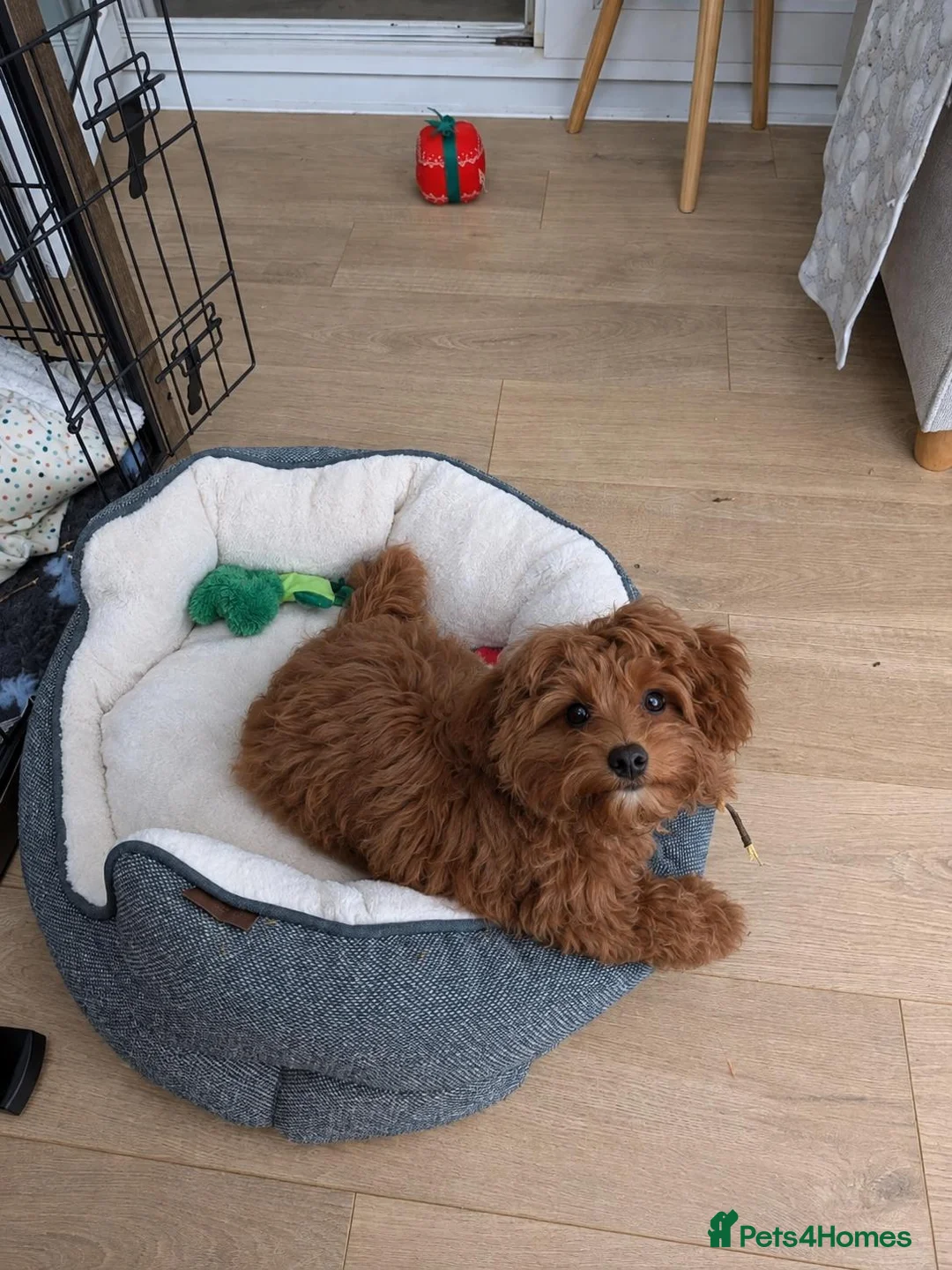 Maltipoo dogs for sale: F1 Asian Toy Maltipoo Due - Advert 24