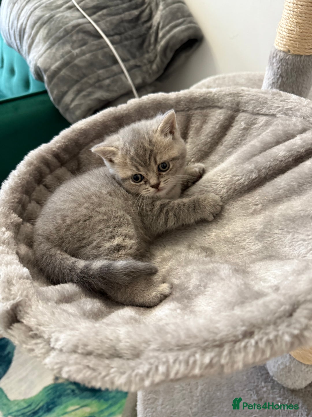 British Shorthair cats for sale: Beautiful British shorthair for sale - Advert 9
