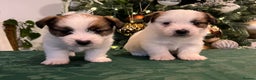 Jack Russell dogs for sale: KC registered  rough coated Jack Russell pups - Advert 17