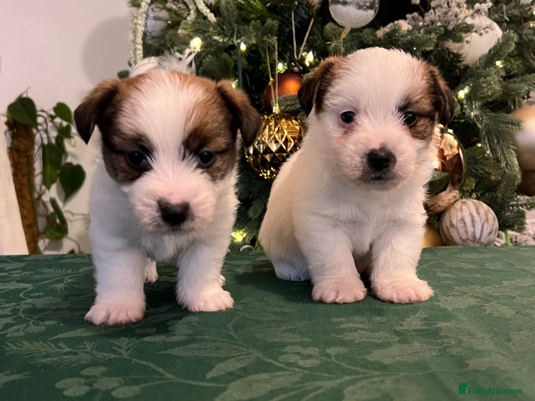 Jack Russell dogs for sale: KC registered  rough coated Jack Russell pups - Advert 17