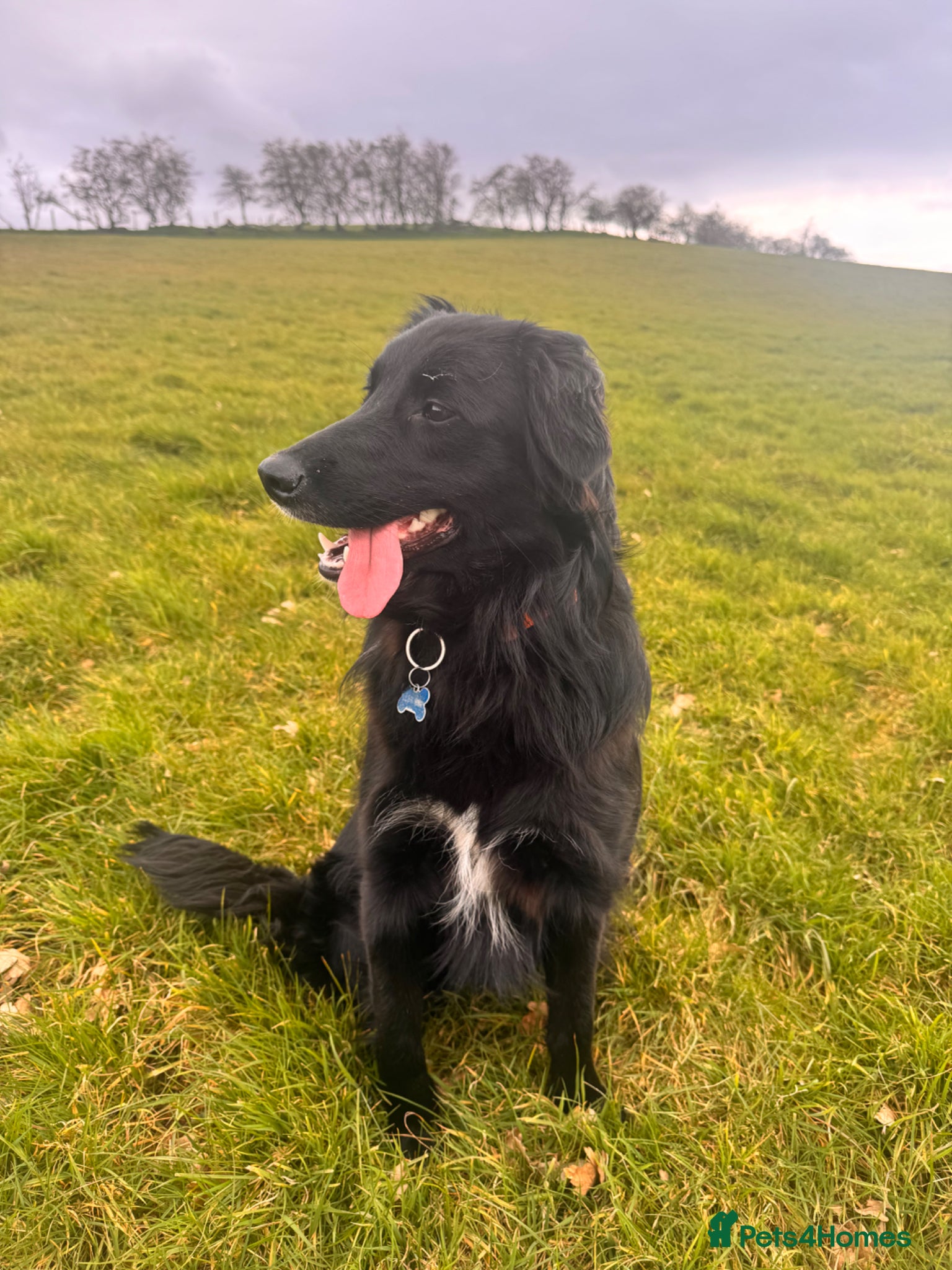 Mixed Breed dogs Female border collie golden retriever mix for sale - Advert 1