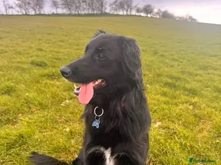 Mixed Breed dogs Female border collie golden retriever mix for sale - Advert 7