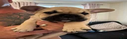 Mixed Breed dogs for sale: French bulldog/ British bulldog puppies  - Advert 2