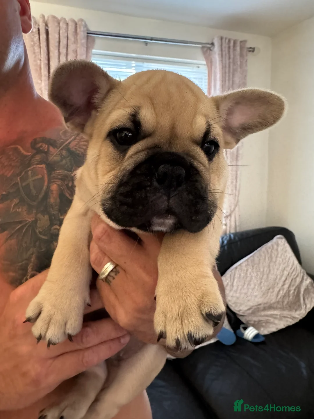 Mixed Breed dogs for sale: French bulldog/ British bulldog puppies  - Advert 2