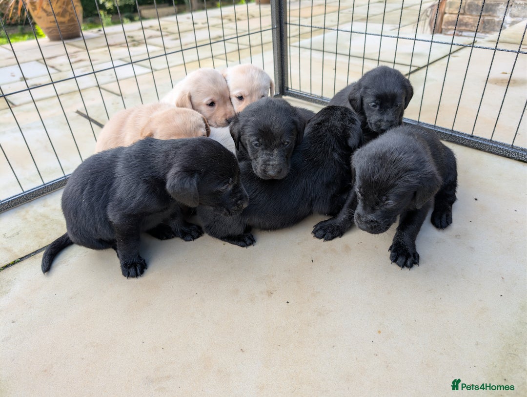 Labrador Retriever dogs for sale: Labrador Retriver Pupies For Sale - Image 1