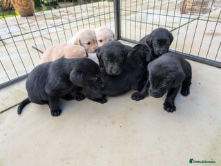 Labrador Retriever dogs - Advert 17