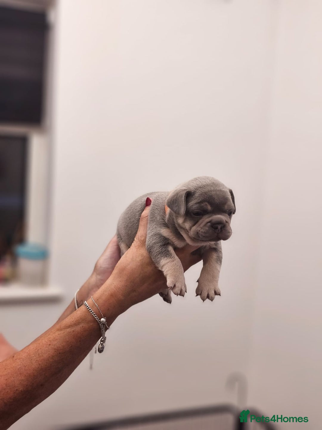 French Bulldog dogs for sale: 6 French Bulldog puppies (3 girls, 3 boys) - Image 20