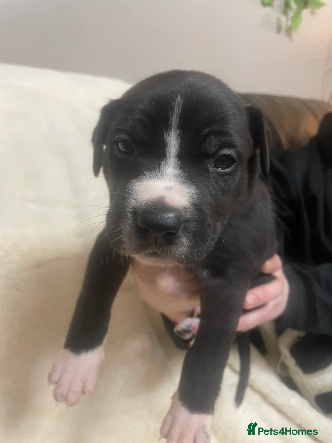 Mixed Breed dogs for sale: Beautiful Staffy x Collie Pups, 4 male 5 girls - Advert 34