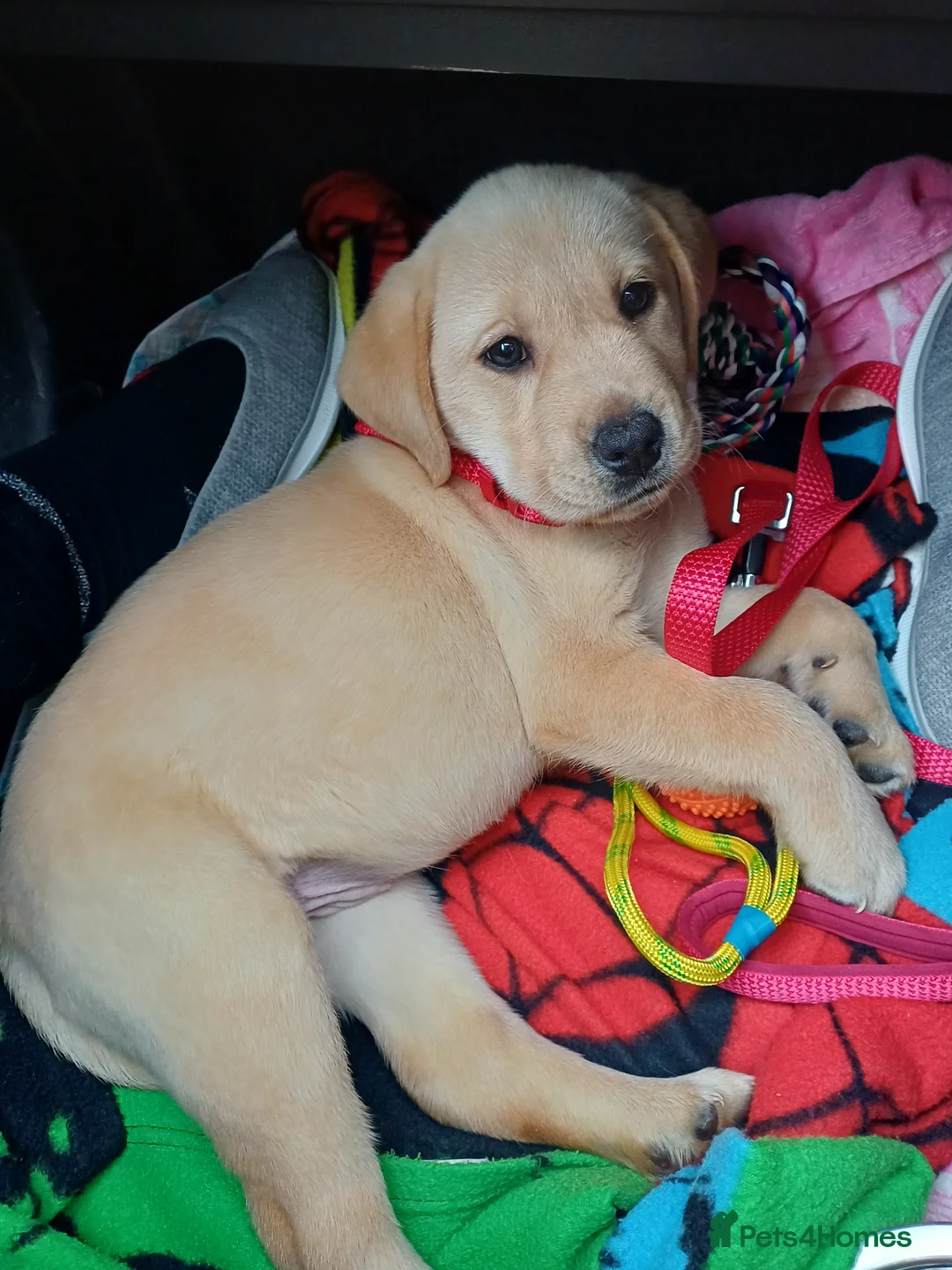 Labrador Retriever dogs for sale: Golden labrador Retriever  - Advert 3