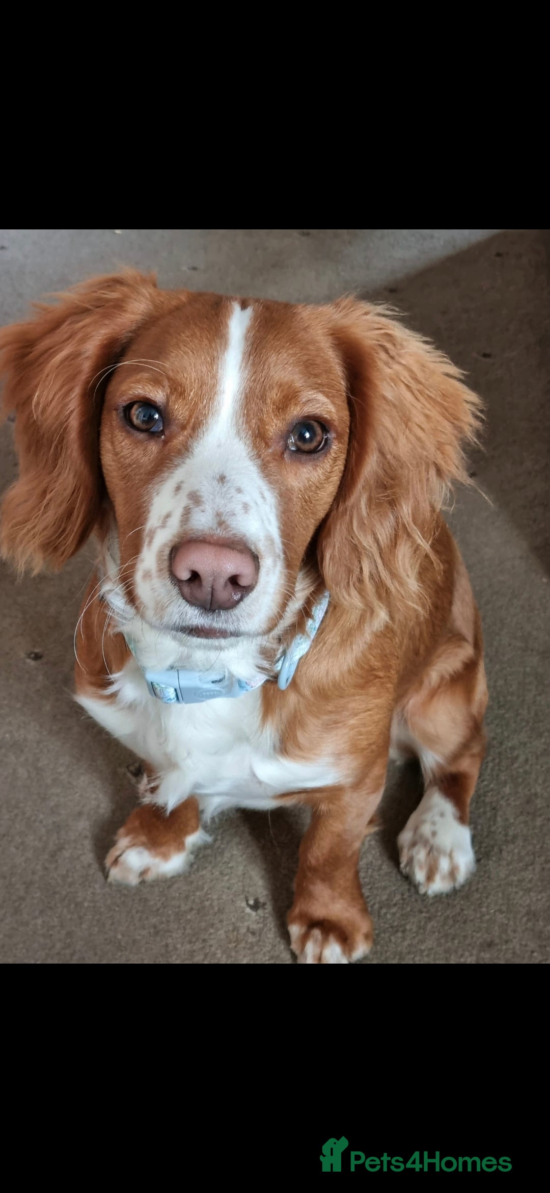 Cocker Spaniel dogs for sale: 6 cocker spaniel puppies  - Advert 6