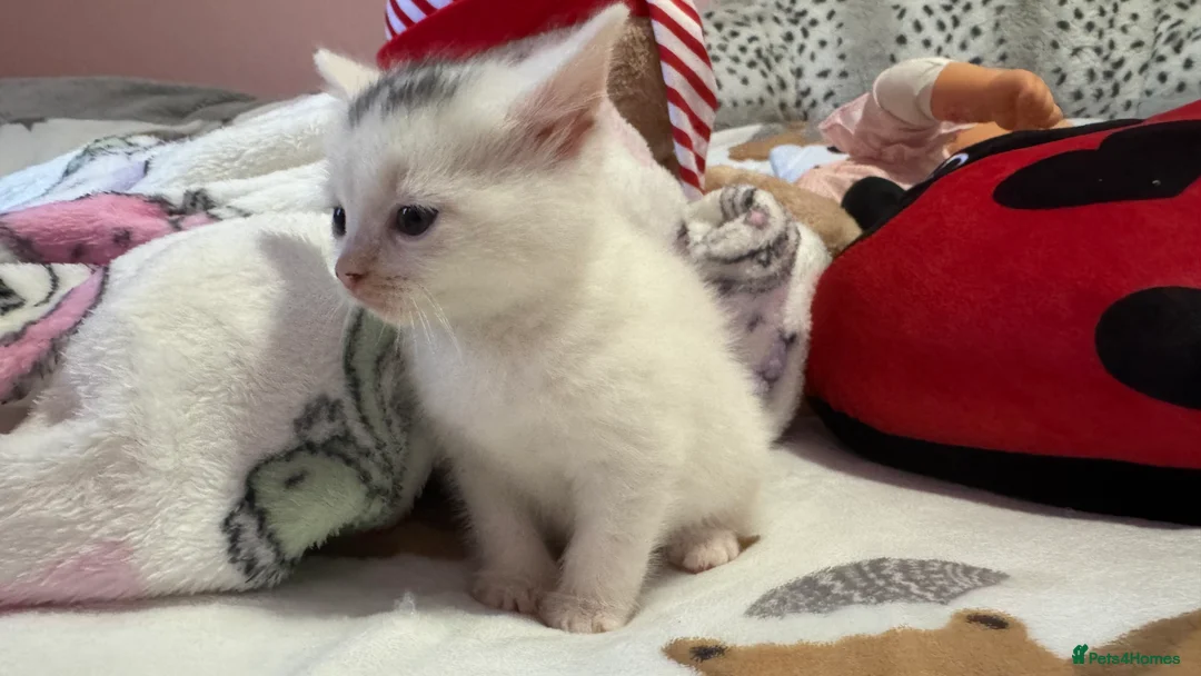 Mixed Breed cats for sale: 1 beautiful female kitten ready to leave!! - Advert 6