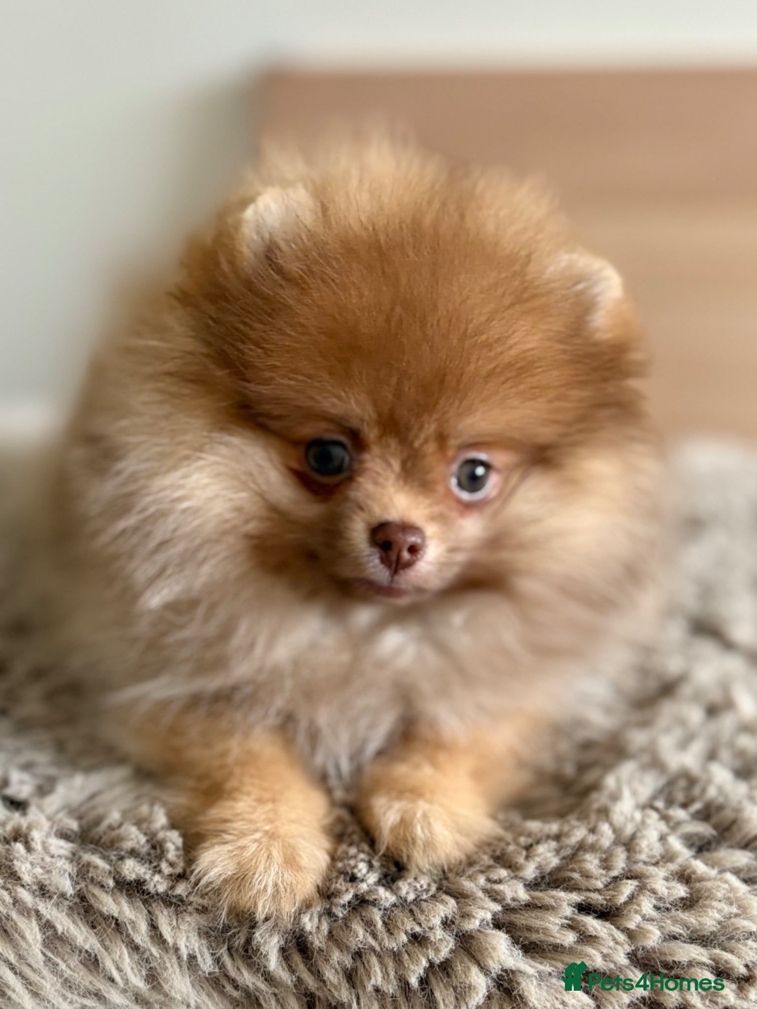 Pomeranian dogs beaver colour female rare KC last pup left  🤩🐾 - Advert 1