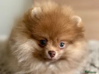 Pomeranian dogs beaver colour female rare KC last pup left 🤩🐾 - Advert 1