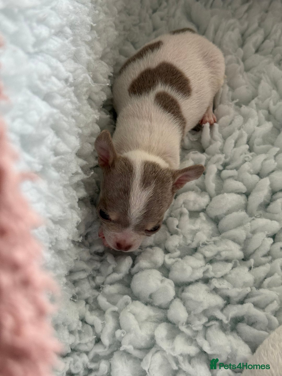 Chihuahua dogs for sale: Exquisite KC Registered Apple Chihuahua Puppies 💖 - Image 29