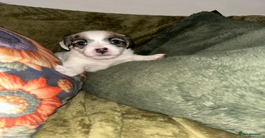 Sealyham Terrier dogs Sealyham terrier crosses 2 boys 1 girl available  - Advert 9