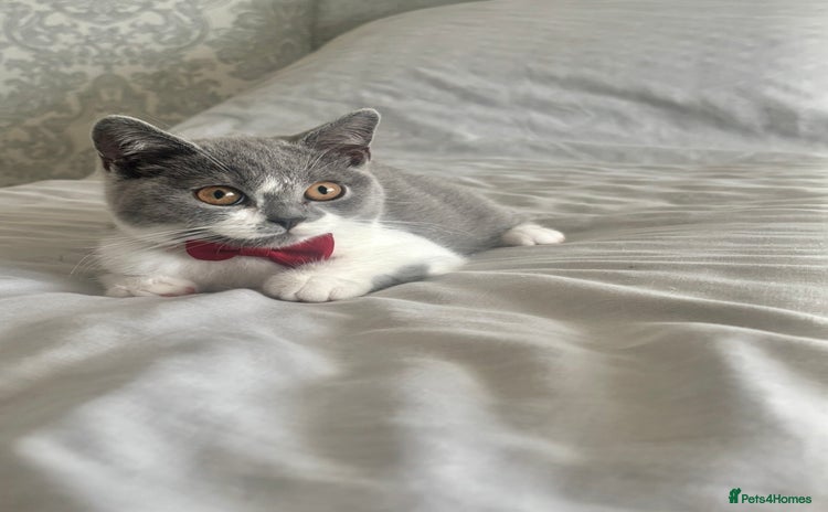 British Shorthair cats - Advert 16