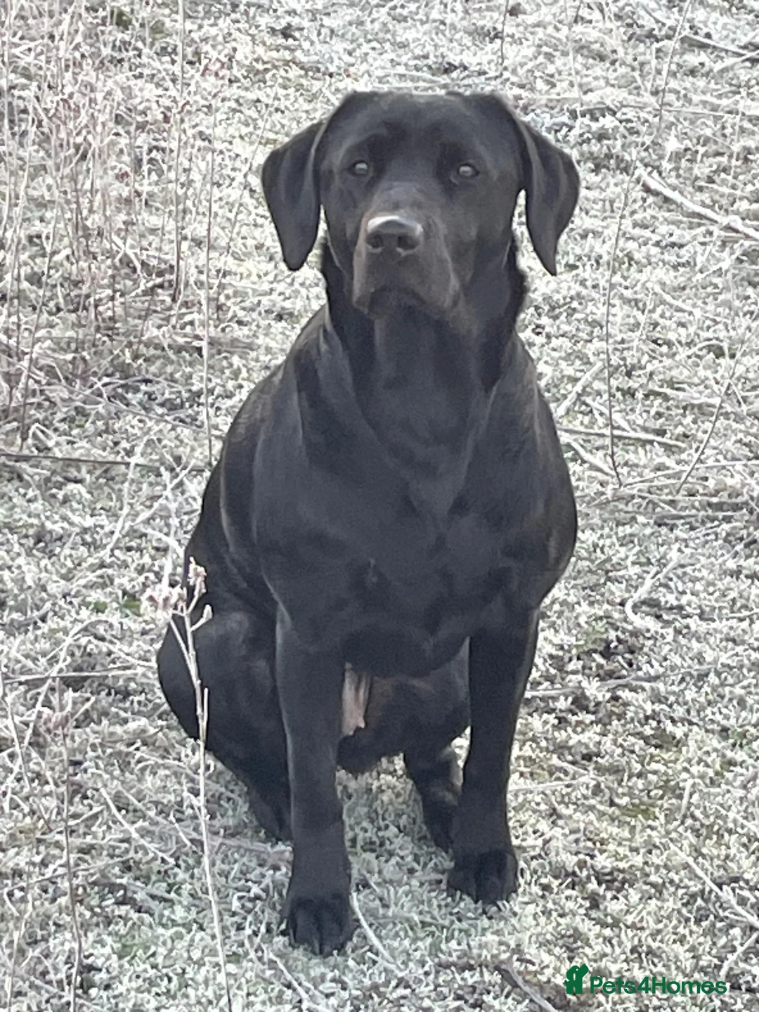 Labrador Retriever dogs for sale: Black Labrador puppies  in Canterbury - Advert 1