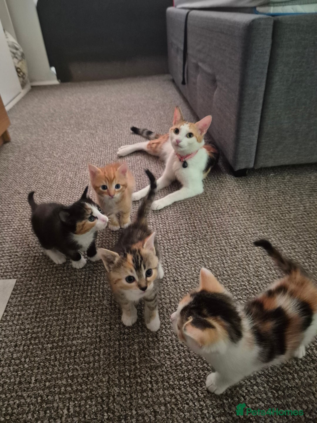 Domestic Shorthair cats for sale: 4 beautiful kittens domestic short-hair. - Image 8